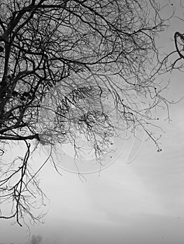 Black and white image of the lonely desolated trees,Â  with moody stormy sky in the background.